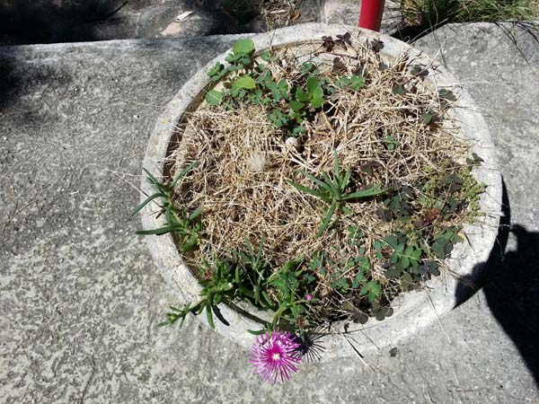 delosperma